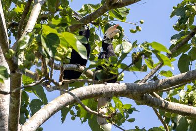 Palawan Hornbill - Palawanneushoornvogel - Calao de Palawan