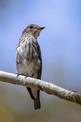 Grey-streaked Flycatcher - Gestreepte Vliegenvanger - Gobemouche  taches grises