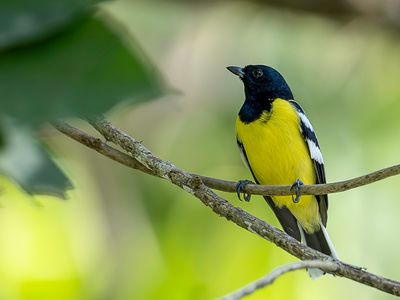 Palawan Tit - Palawanmees - Msange de Palawan