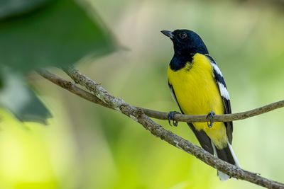 Palawan Tit - Palawanmees - Mésange de Palawan