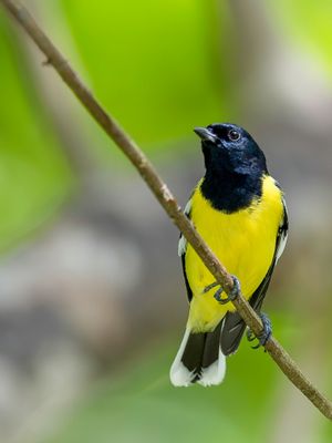 Palawan Tit - Palawanmees - Mésange de Palawan