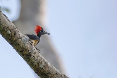 White-bellied Woodpecker - Witbuikspecht - Pic à ventre blanc