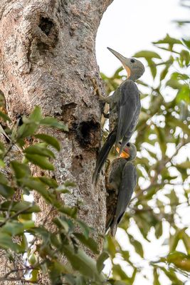 Great Slaty Woodpecker - Poederspecht - Pic meunier