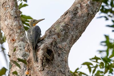 Great Slaty Woodpecker - Poederspecht - Pic meunier