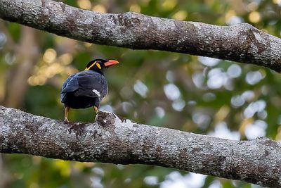 Common Hill Myna - Grote Beo - Mainate religieux