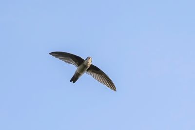 Germain's Swiftlet - Oustalets Salangaan - Salangane de German