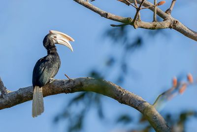 Palawan Hornbill - Palawanneushoornvogel - Calao de Palawan (m)