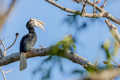 Palawan Hornbill - Palawanneushoornvogel - Calao de Palawan (m)