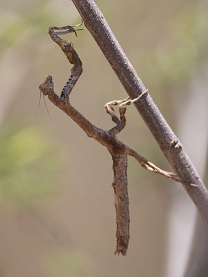 A species of Praying Mantis