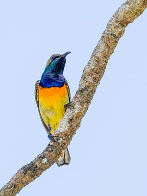 Olive-backed Sunbird - Staalborsthoningzuiger - Souimanga à dos vert (m)
