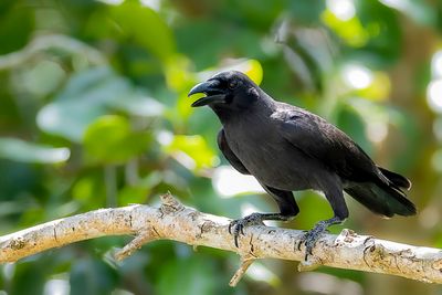Palawan Crow - Palawankraai - Corneille de Palawan