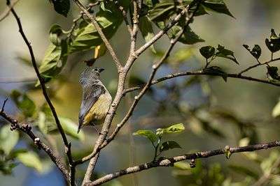 Pygmy Flowerpecker - Dwerghoningvogel - Dicée pygmée (f)