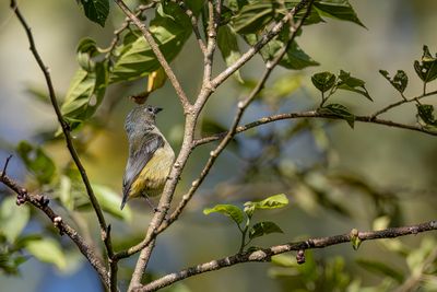 Pygmy Flowerpecker - Dwerghoningvogel - Dicée pygmée (f)