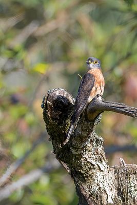 Philippine Hawk-Cuckoo - Filipijnse Sperwerkoekoek - Coucou des Philippines