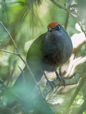 Red-fronted Coua - Reynaud;s Coua - Coua de Reynaud