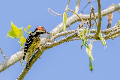 Philippine Pygmy Woodpecker - Filipijnse Specht - Pic des Philippines (m)