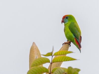 Philippine Hanging Parrot - Filipijnse Vleermuisparkiet - Coryllis des Philippines