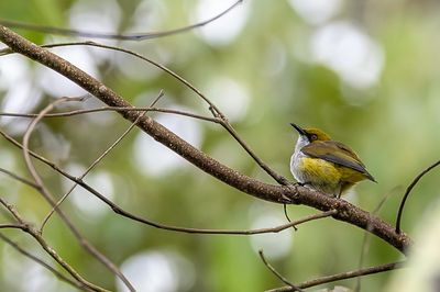 Olive-capped Flowerpecker - Mindanaohoningvogel - Dicée à calotte olive