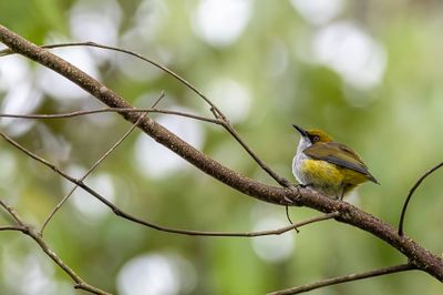 Olive-capped Flowerpecker - Mindanaohoningvogel - Dicée à calotte olive