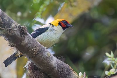 Flame-faced Tanager - Vuurmaskertangare - Calliste à face rouge