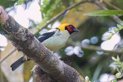 Flame-faced Tanager - Vuurmaskertangare - Calliste  face rouge