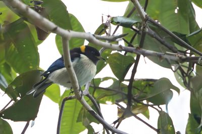 Golden-collared Honeycreeper - Geelkraagtangare - Calliste sucrier