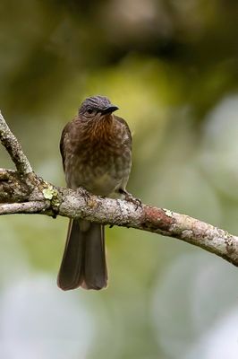Philippine Bulbul - Roodborstbuulbuul - Bulbul des Philippines