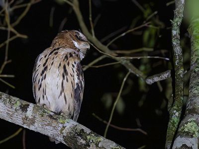 Giant Scops Owl - Grote Dwergooruil - Petit-duc de Gurney
