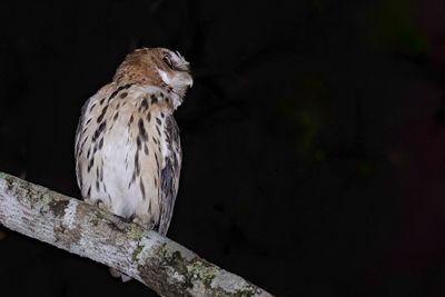 Giant Scops Owl - Grote Dwergooruil - Petit-duc de Gurney