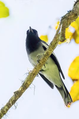 McGregor's Cuckooshrike - Pijlstaartrupsvogel - Échenilleur de McGregor