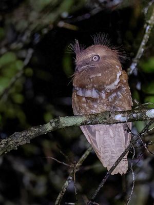 Philippine Frogmouth - Filipijnse Kikkerbek - Podarge des Philippines