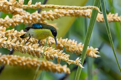 Metallic-winged Sunbird - Glansvleugelhoningzuiger - Souimanga montagnard (m)