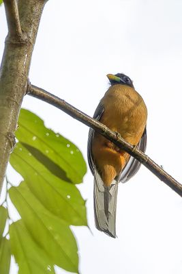 Philippine Trogon - Filipijnse Trogon - Trogon des Philippines (f)