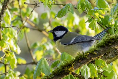 Great Tit - Koolmees - Msange charbonnire