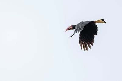 Writhed Hornbill - Filipijnse Jaarvogel - Calao de Vieillot (f)