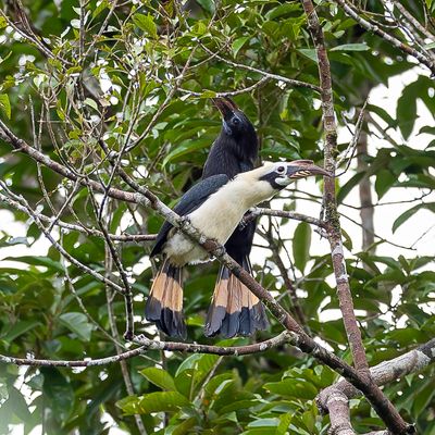 Mindanao Hornbill - Mindanaoneushoornvogel - Calao de Mindanao (m+f)