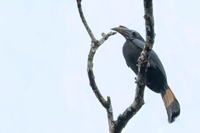 Mindanao Hornbill - Mindanaoneushoornvogel - Calao de Mindanao (f)