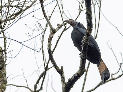 Mindanao Hornbill - Mindanaoneushoornvogel - Calao de Mindanao (f)