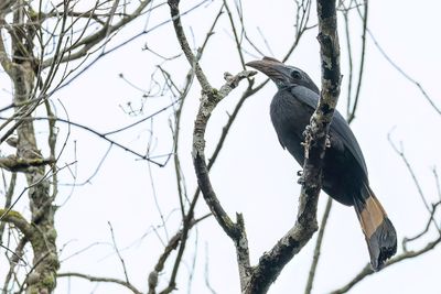 Mindanao Hornbill - Mindanaoneushoornvogel - Calao de Mindanao (f)