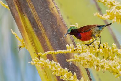 Purple-throated Sunbird - Purperkeelhoningzuiger - Souimanga de Hasselt (m)