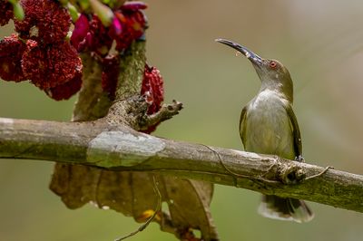 Orange-tufted Spiderhunter - Mindanaospinnenjager - Arachnothère flammé
