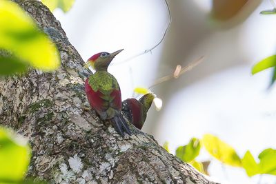 Crimson-winged Woodpecker - Vuurvleugelspecht - Pic grenadin