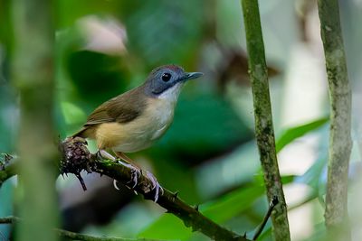 Short-tailed Babbler - Kortstaartmuistimalia - Akalat  queue courte