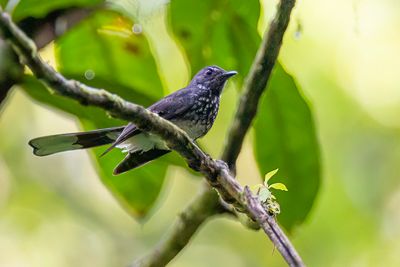 Spotted Fantail - Parelwaaierstaart - Rhipidure perl