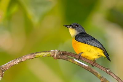 Orange-bellied Flowerpecker - Oranjebuikhoningvogel - Dicée à ventre orange