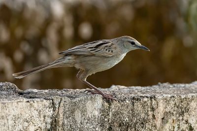 Striated Grassbird - Gestreepte Grasvogel - Mégalure des marais