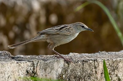 Striated Grassbird - Gestreepte Grasvogel - Mégalure des marais