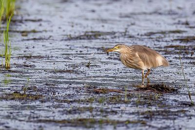 Javan Pond Heron - Javaanse Ralreiger - Crabier malais