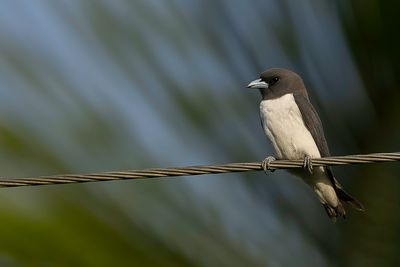 White-breasted Woodswallow - Witborstspitsvogel - Langrayen à ventre blanc