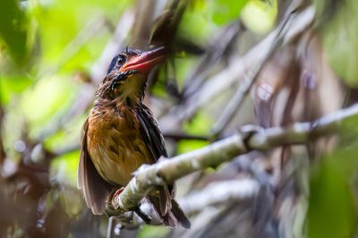 Blue-capped Kingfisher - Mindanaobosijsvogel - Martin-chasseur de Hombron